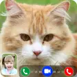Cat Video Call/Fake Video Call