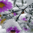 程序图标：Snowy Purple Flower LWP