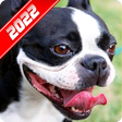 Icon of program: Boston Terrier Wallpaper