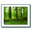 プログラムのアイコン：Forest Conservation Act 1…