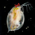 MIZINCO GIRL: POWERS OF DAPHNIA icon