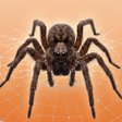 ไอคอนของโปรแกรม: Spider Simulator: Web Hun…