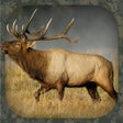 Icon of program: Elk Hunting Calls