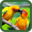 Birds Images Wallpapers