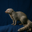 Icon of program: Mongoose Sounds