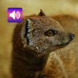 프로그램 아이콘: Mongoose Sounds
