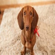 Dachshund Wallpaper HD Custom New Tab icon