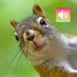 Иконка программы: Squirrel Sounds