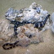 ไอคอนของโปรแกรม: CHI Encyclopedia of Snake…