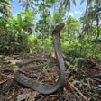프로그램 아이콘: CHI Encyclopedia of Snake…