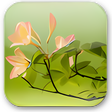 Icône du programme : Azaleas Wallpaper