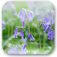 Icône du programme : English Bluebells Wallpap…