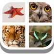 Иконка программы: kids pics quiz : animal a…