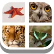 kids pics quiz : animal alphabet learning