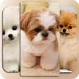 プログラムのアイコン：Dog Wallpaper