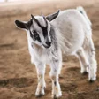 Ikona programu: Goat Wallpapers