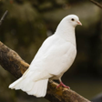プログラムのアイコン：Dove soundboard