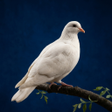 Ikona programu: Dove soundboard