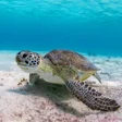 程序图标：Turtle Wallpapers