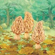 プログラムのアイコン: Morels