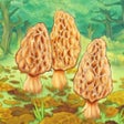 プログラムのアイコン：Morels