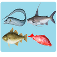 プログラムのアイコン：Sea Animals Names