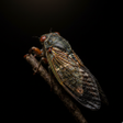 程序图标：Cicada Sounds