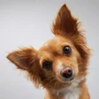 プログラムのアイコン：Dog sounds