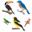 A to Z Birds Name