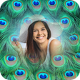 Icon of program: Peacock Feather Photo Fra…