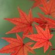 Icon of program: Maple Leaf Live Wallpaper