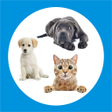 Icon of program: pet dog - Buy and sell