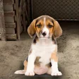 Programın simgesi: My Pet Animal Shelter Wor…