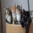 Icon of program: Trump to Kitten