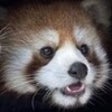 Ikona programu: Panda3DS