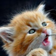 ไอคอนของโปรแกรม: Cats and Kittens HD Wallp…