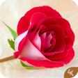 Icon of program: Rose Wallpaper (4k)