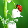 プログラムのアイコン：Ladybug Flower Theme HOME