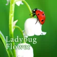 Ladybug Flower Theme HOME