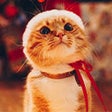 Иконка программы: Cat wallpaper - adorable …
