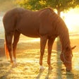 أيقونة البرنامج: Horses Photos
