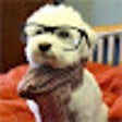 プログラムのアイコン：Let There Be Puppies