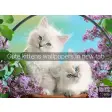 Cute kittens Wallpapers New Tab