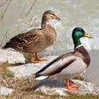 Иконка программы: Bird Decoys - European Bi…