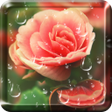 Icona del programma: Rose Droplets Live Wallpa…