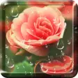 Rose Droplets Live Wallpaper