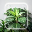 Symbol des Programms: Plant Identification  Pla…