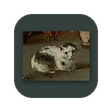 Icon of program: Meow Met
