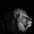 أيقونة البرنامج: Correct Score Lions