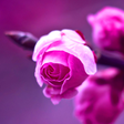 程序图标：Roses Live Wallpaper